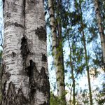 Kaminholz Birke kammergetrocknet | 1 RM – Bild 7
